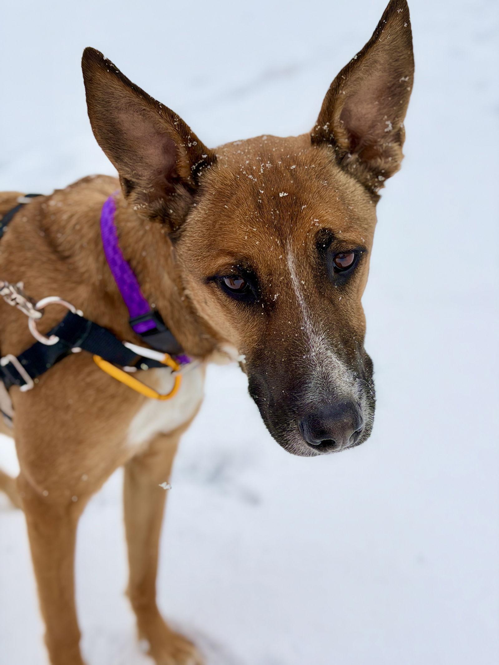 Marley, a Adoptable Belgian Shepherd / Malinois in West Cornwall, CT image 3/3