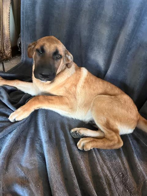 Enlarge CHIP 1-2 yr old Shepherd mix MICROCHIPPED, a Adoptable mixed breed in Shawnee, OK image 1/1