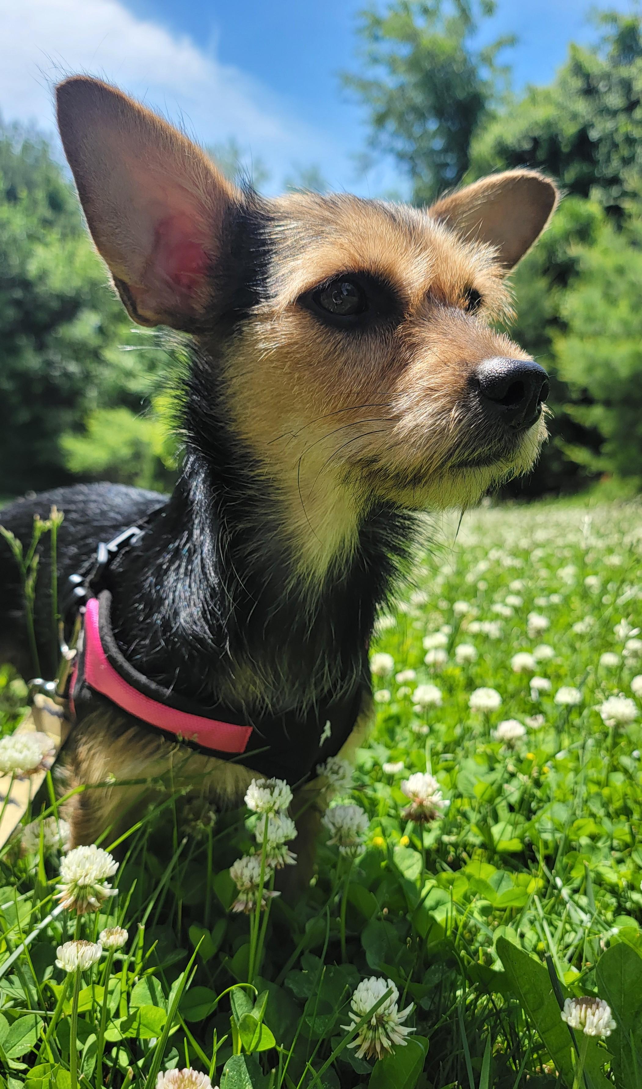 Enlarge Skye, a ADOPTABLE mixed breed in Abington, PA image 6/6