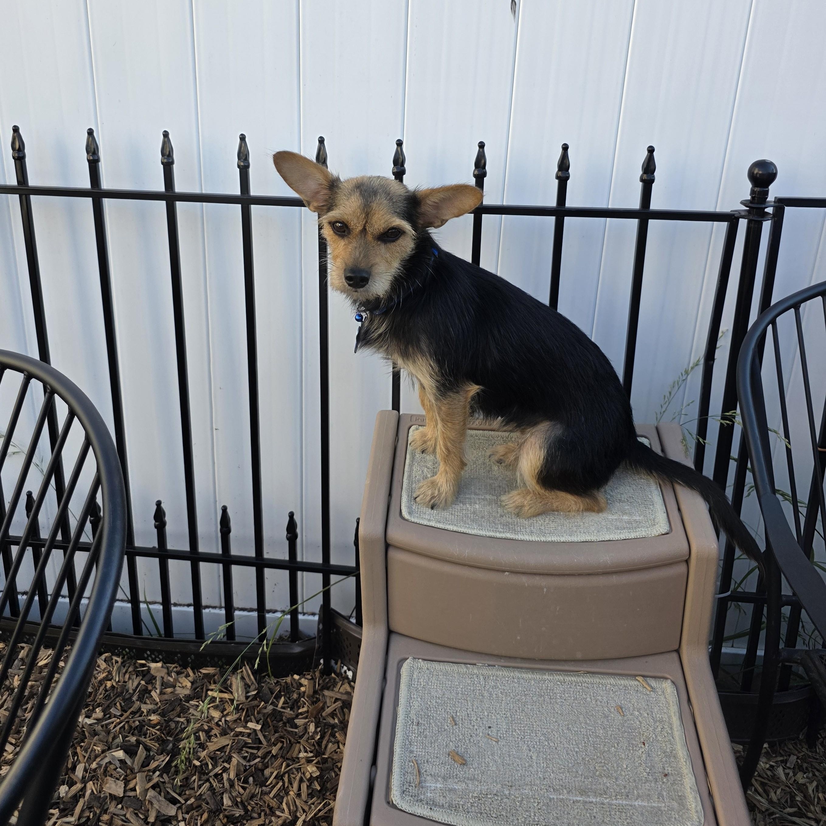 Enlarge Skye, a ADOPTABLE mixed breed in Abington, PA image 5/6