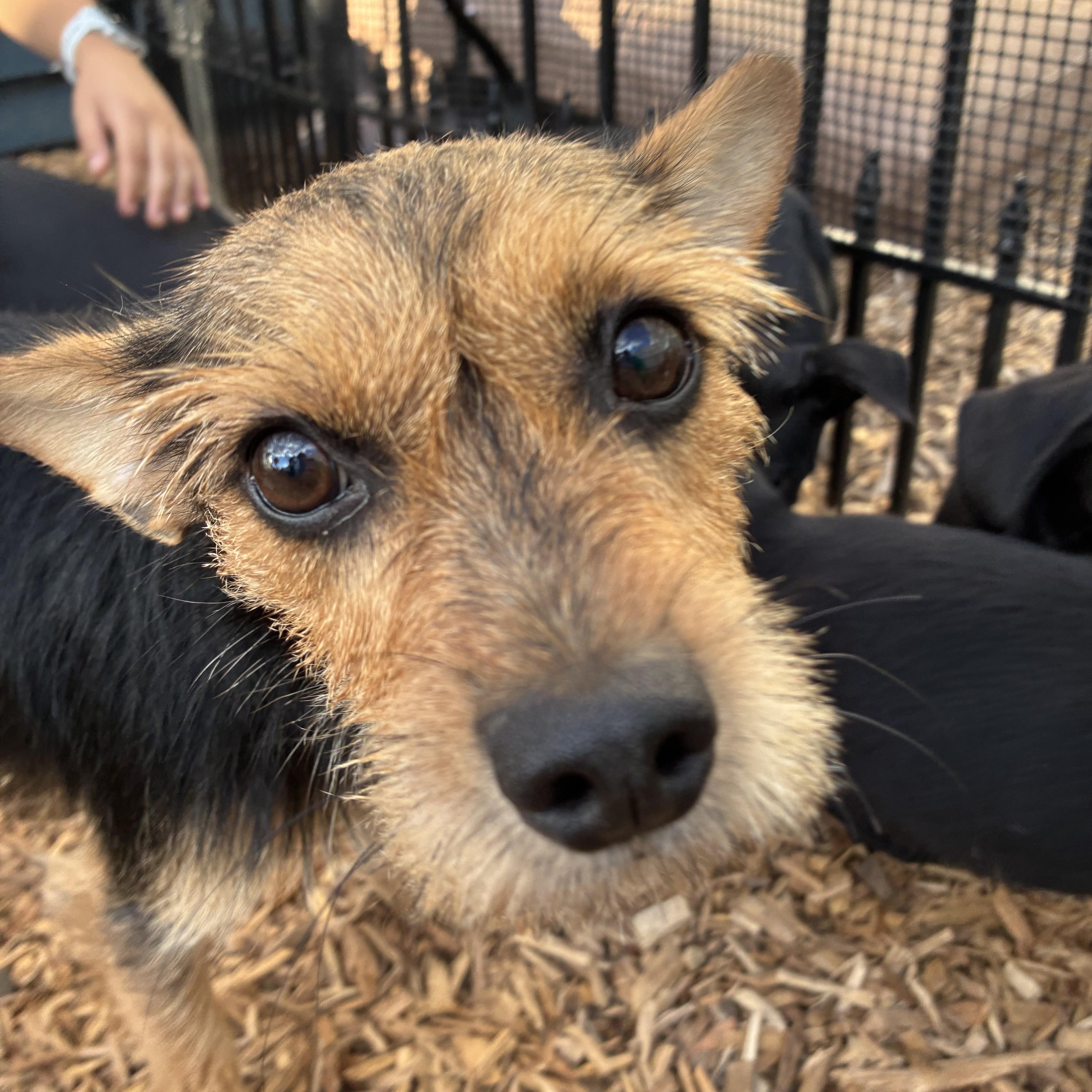 Enlarge Skye, a ADOPTABLE mixed breed in Abington, PA image 2/6