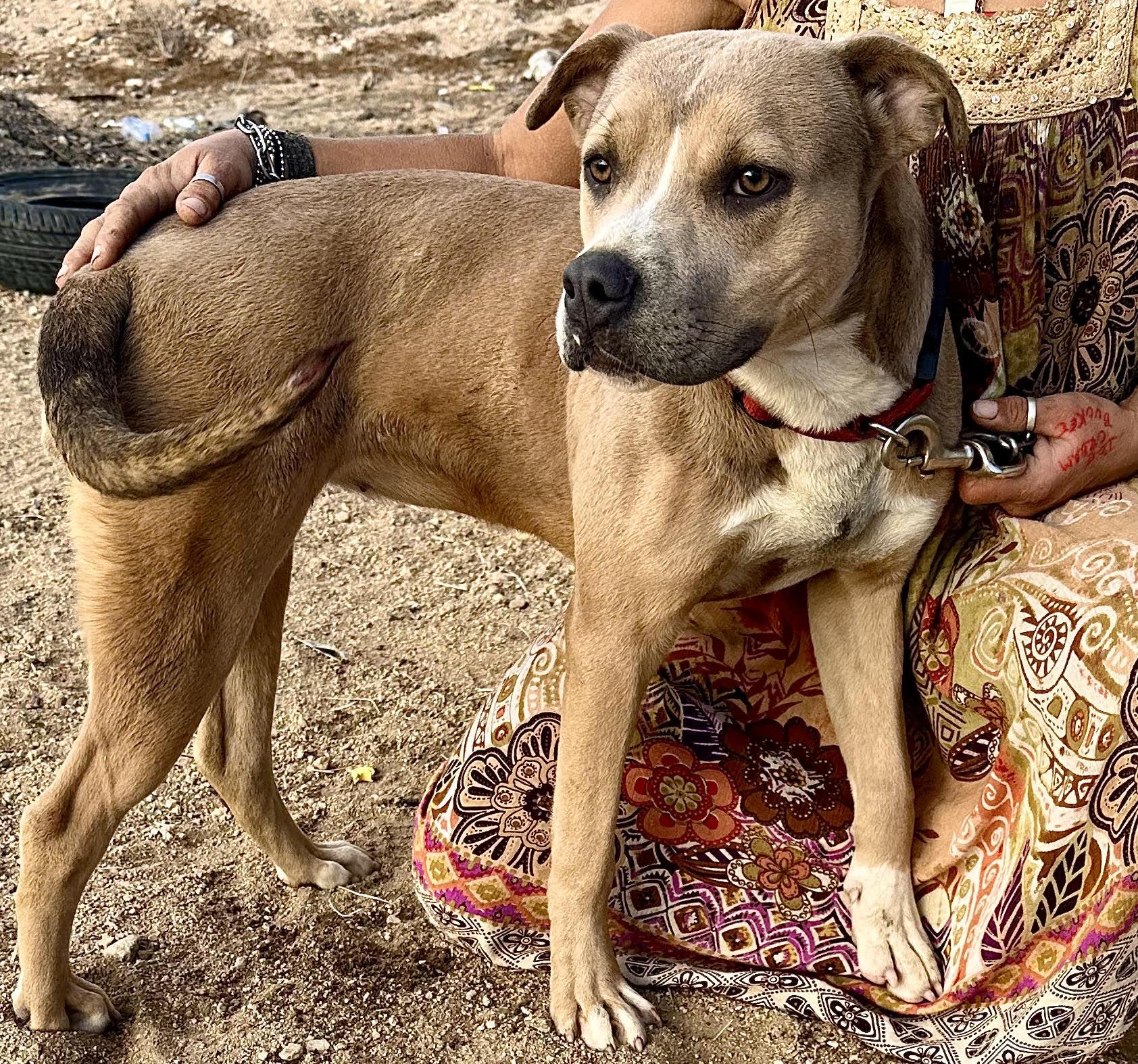 Dandie, Adoptable, Young Female Pit Bull Terrier.