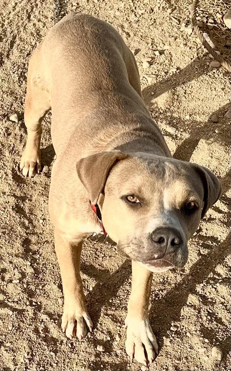 Enlarge Dandie, a Adoptable Pit Bull Terrier in Ventura, CA image 5/6