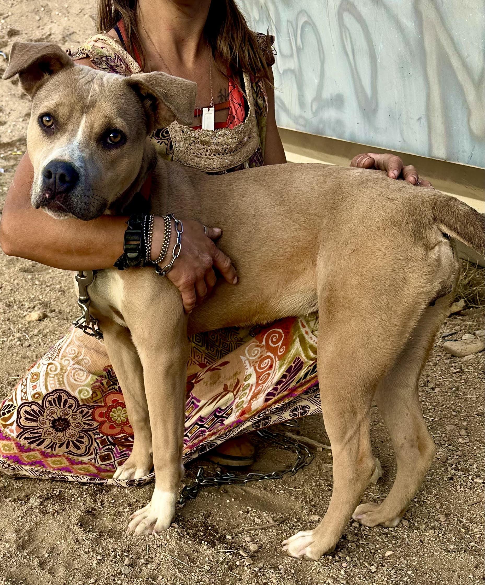 Enlarge Dandie, a Adoptable Pit Bull Terrier in Ventura, CA image 2/6
