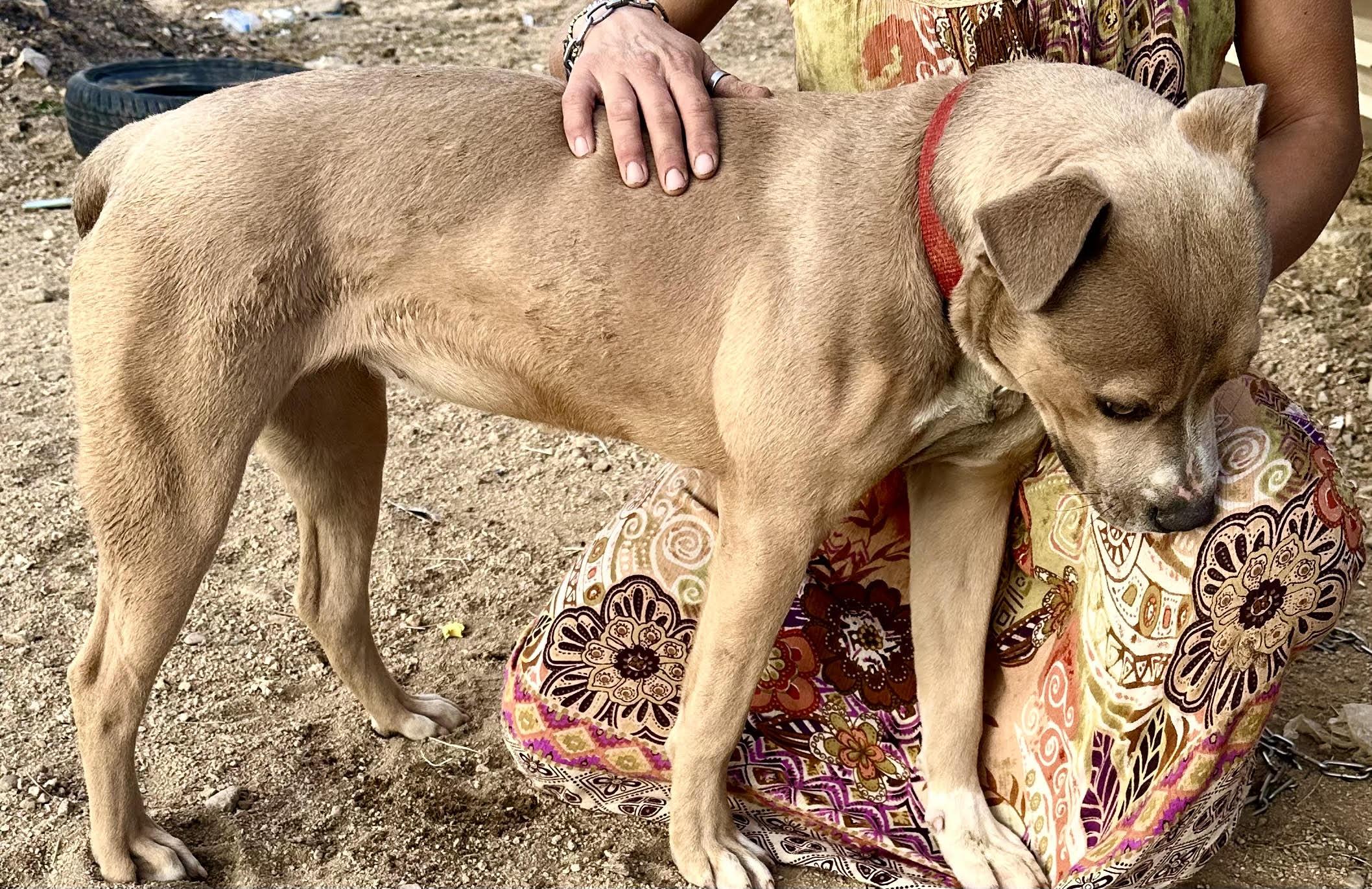 Enlarge Dandie, a Adoptable Pit Bull Terrier in Ventura, CA image 3/6