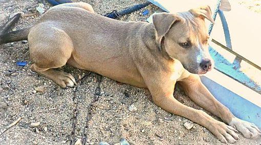 Enlarge Dandie, a Adoptable Pit Bull Terrier in Ventura, CA image 4/6