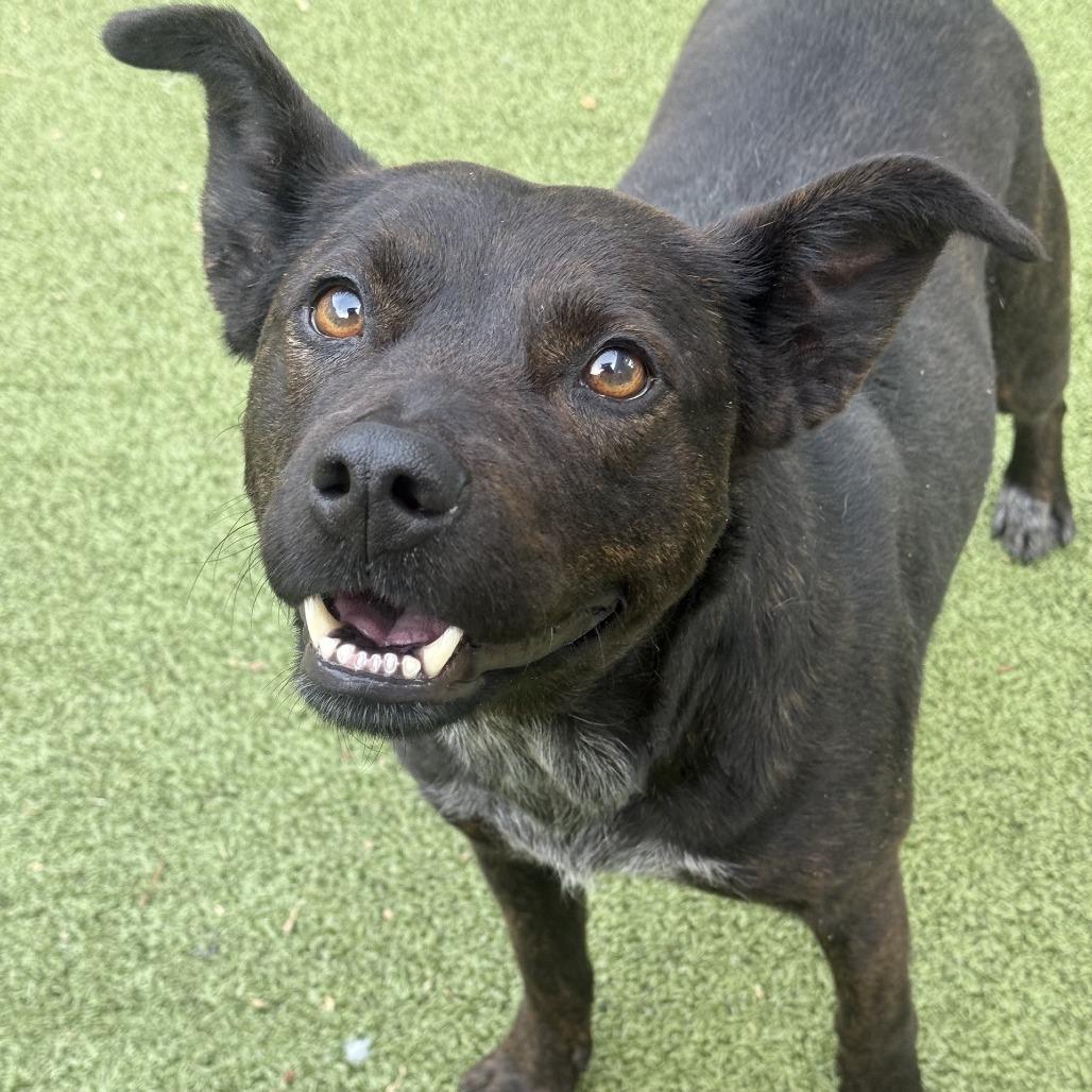 Bessy — thumbnail 3