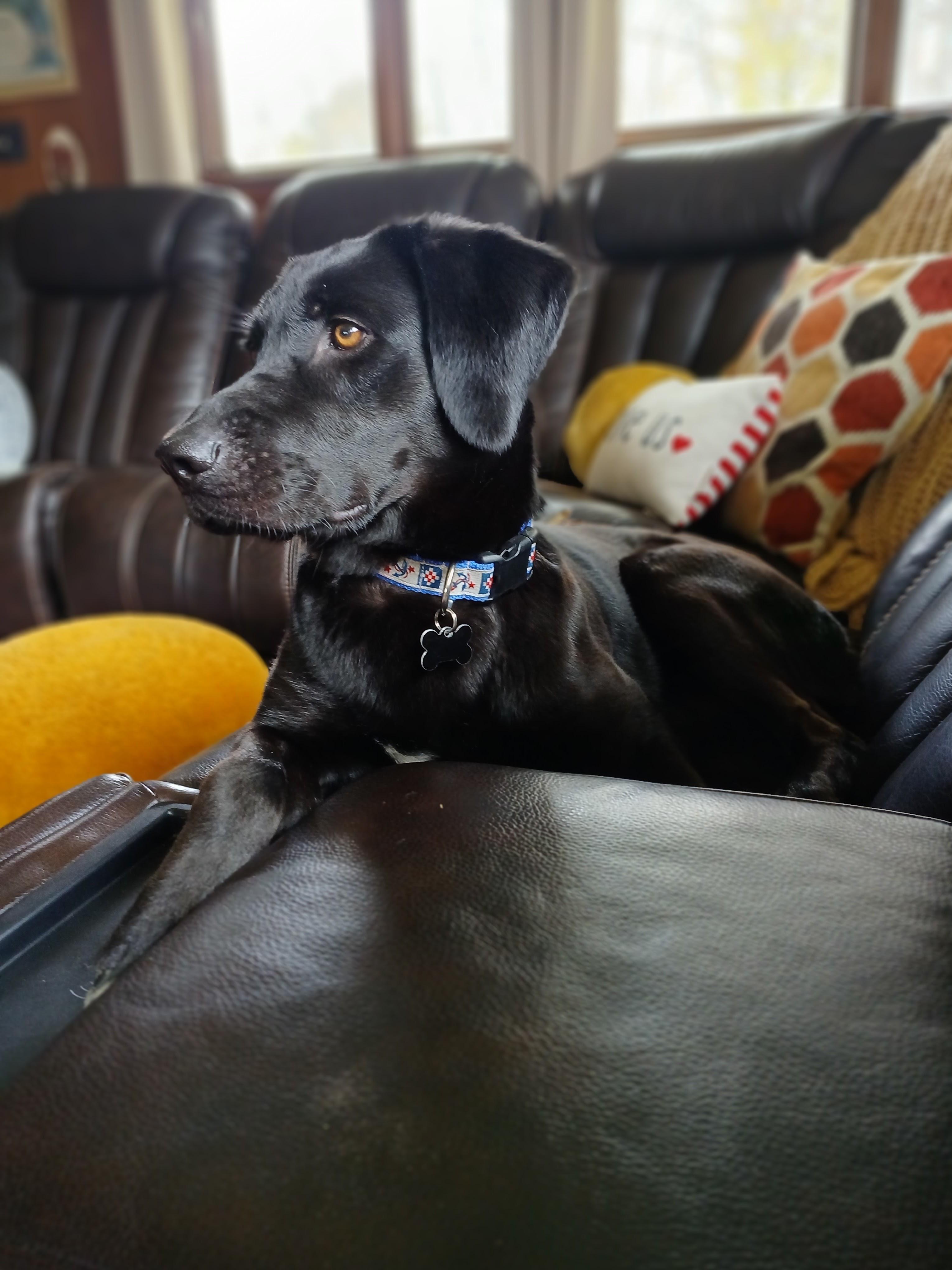 Enlarge Clark , a ADOPTABLE mixed breed in Hollis, NH image 5/5