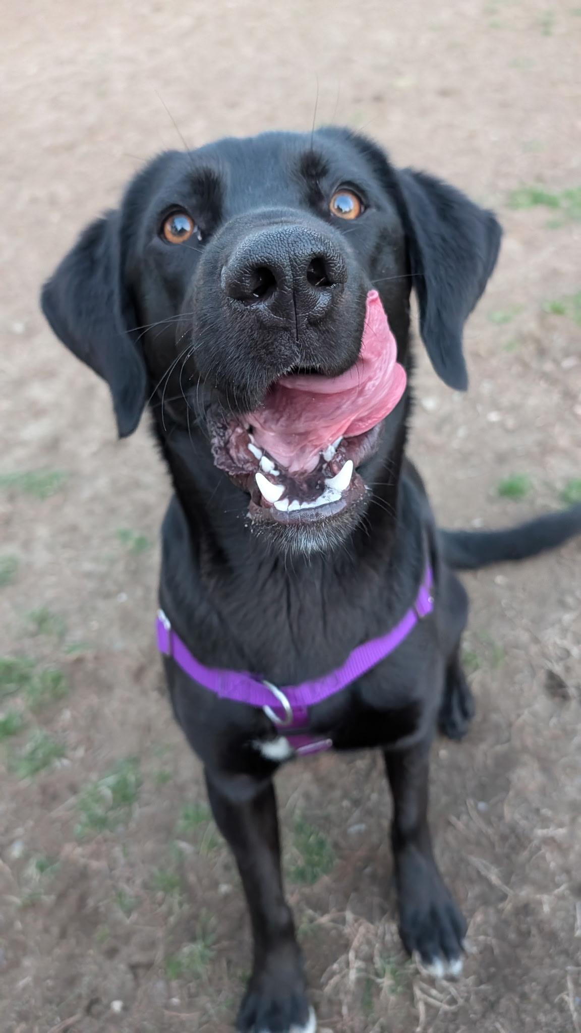 Enlarge Clark , a ADOPTABLE mixed breed in Hollis, NH image 2/5