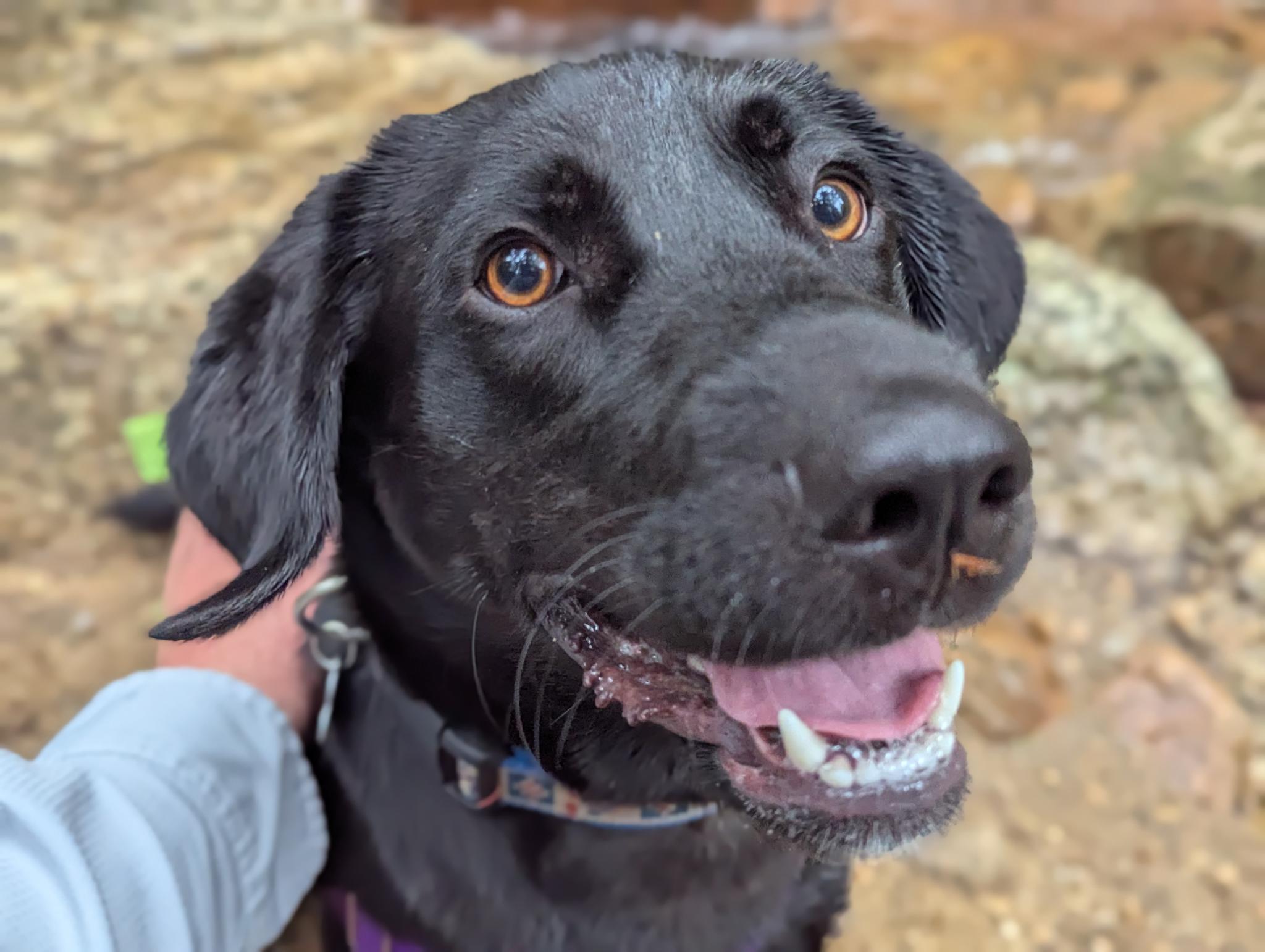 Clark , ADOPTABLE, Adult Male Black Labrador Retriever.