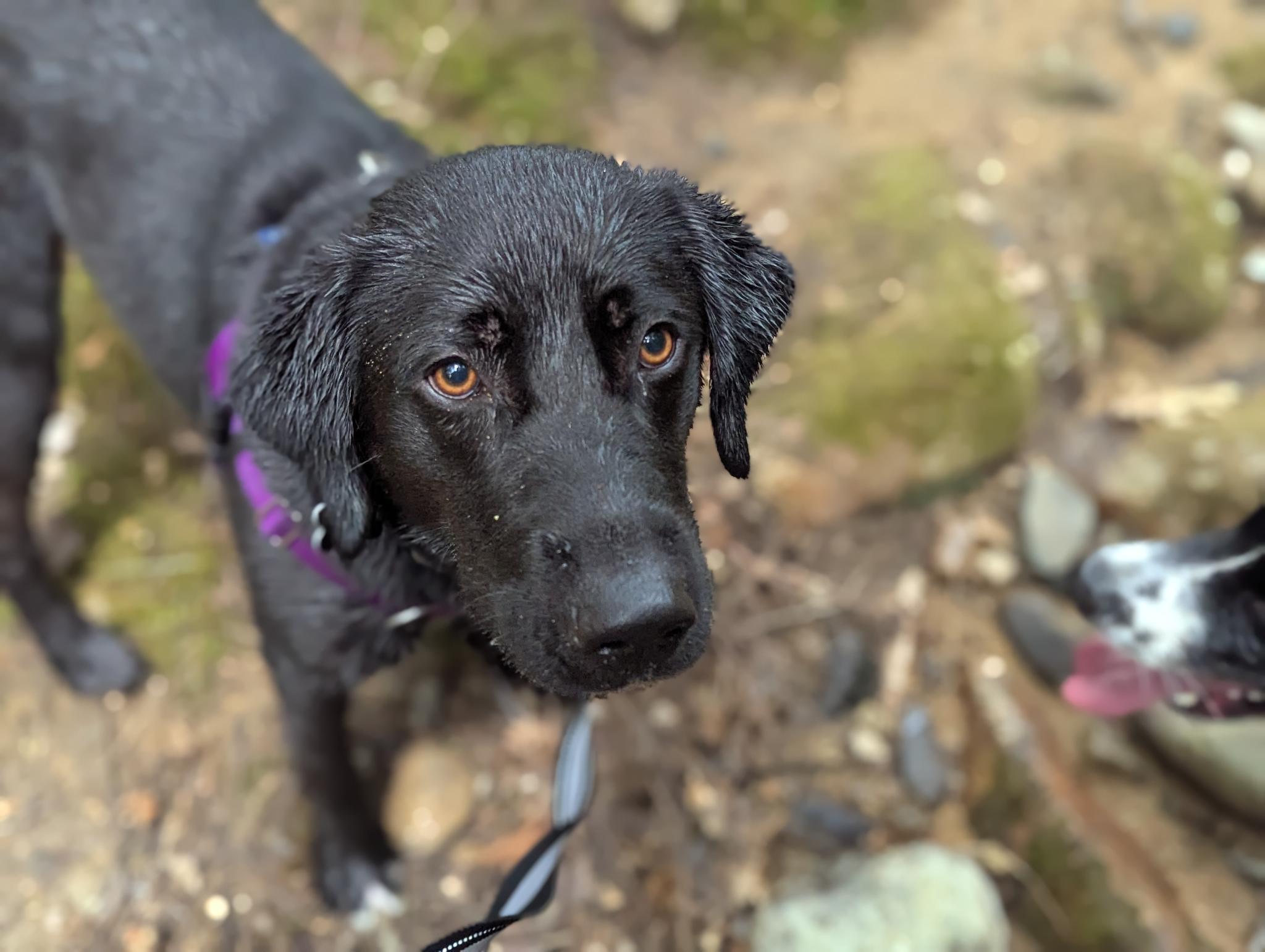Enlarge Clark , a ADOPTABLE mixed breed in Hollis, NH image 6/6