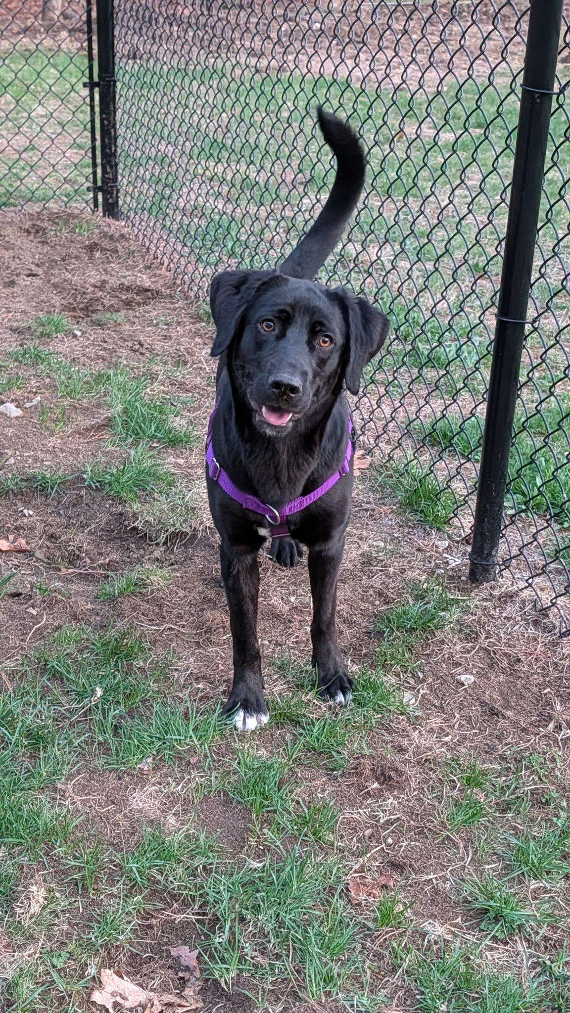 Enlarge Clark , a ADOPTABLE mixed breed in Hollis, NH image 3/5