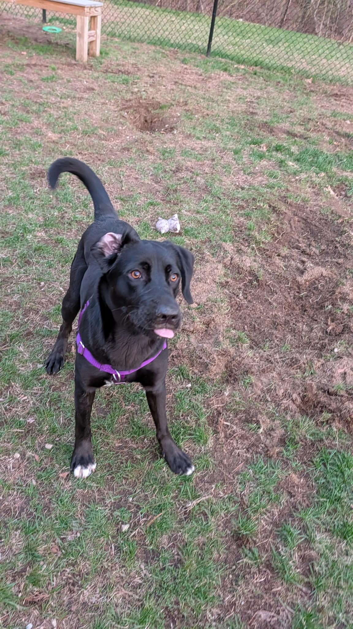 Enlarge Clark , a ADOPTABLE mixed breed in Hollis, NH image 4/5
