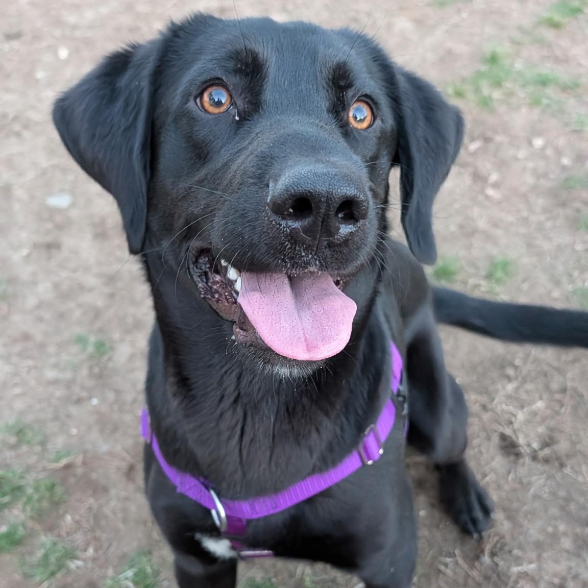 Clark , ADOPTABLE, Adult Male Black Labrador Retriever.
