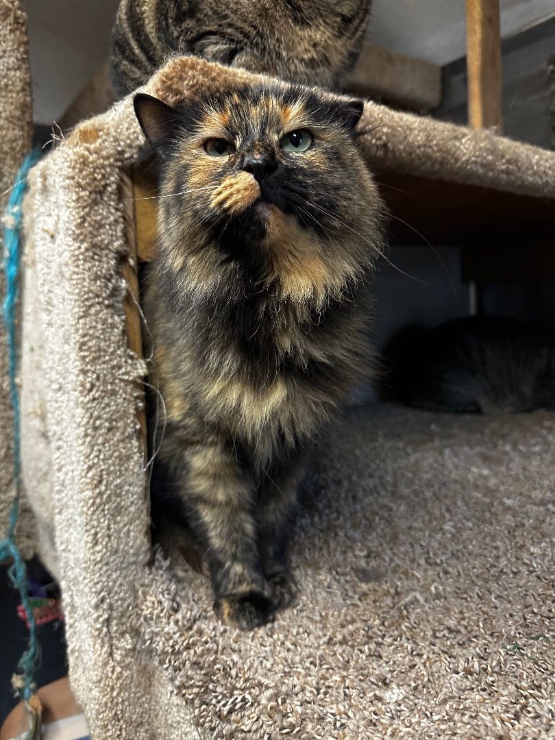 Cleo Katra, Adopted, Young Female Tortoiseshell.