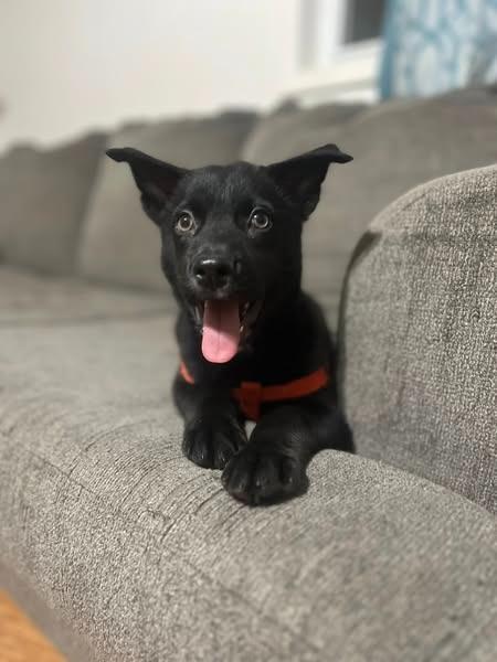 Hopper, Adoptable, Young Male Mixed Breed.