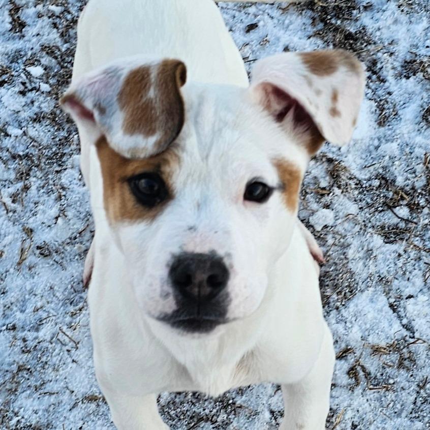 Enlarge Rambo, a Adoptable mixed breed in Grinnell, IA image 2/2