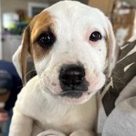 Enlarge Rambo, a Adoptable mixed breed image 1/1