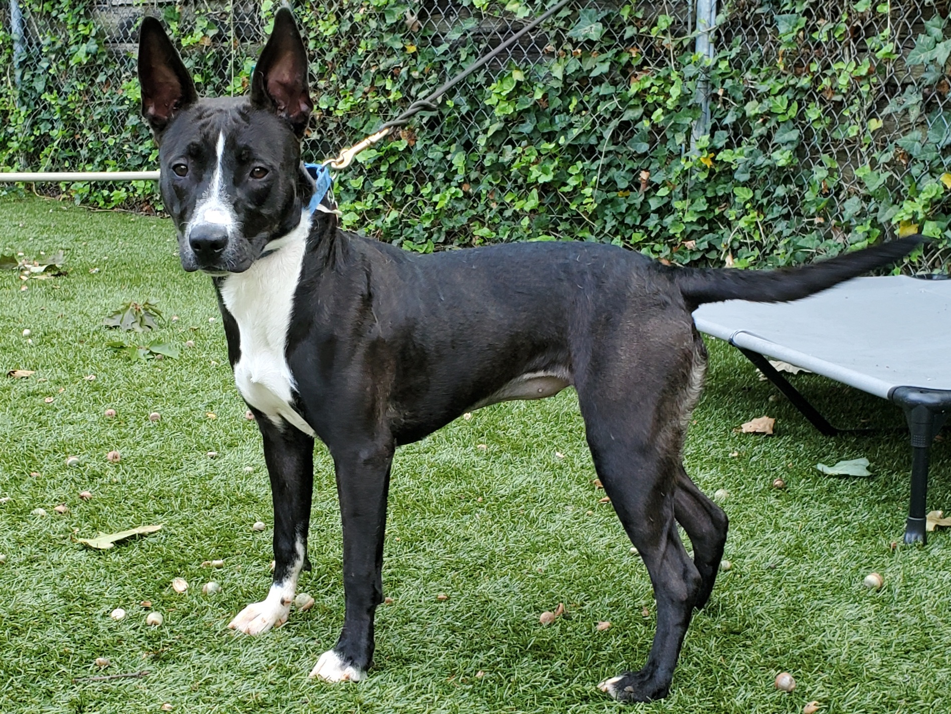 Portia 3