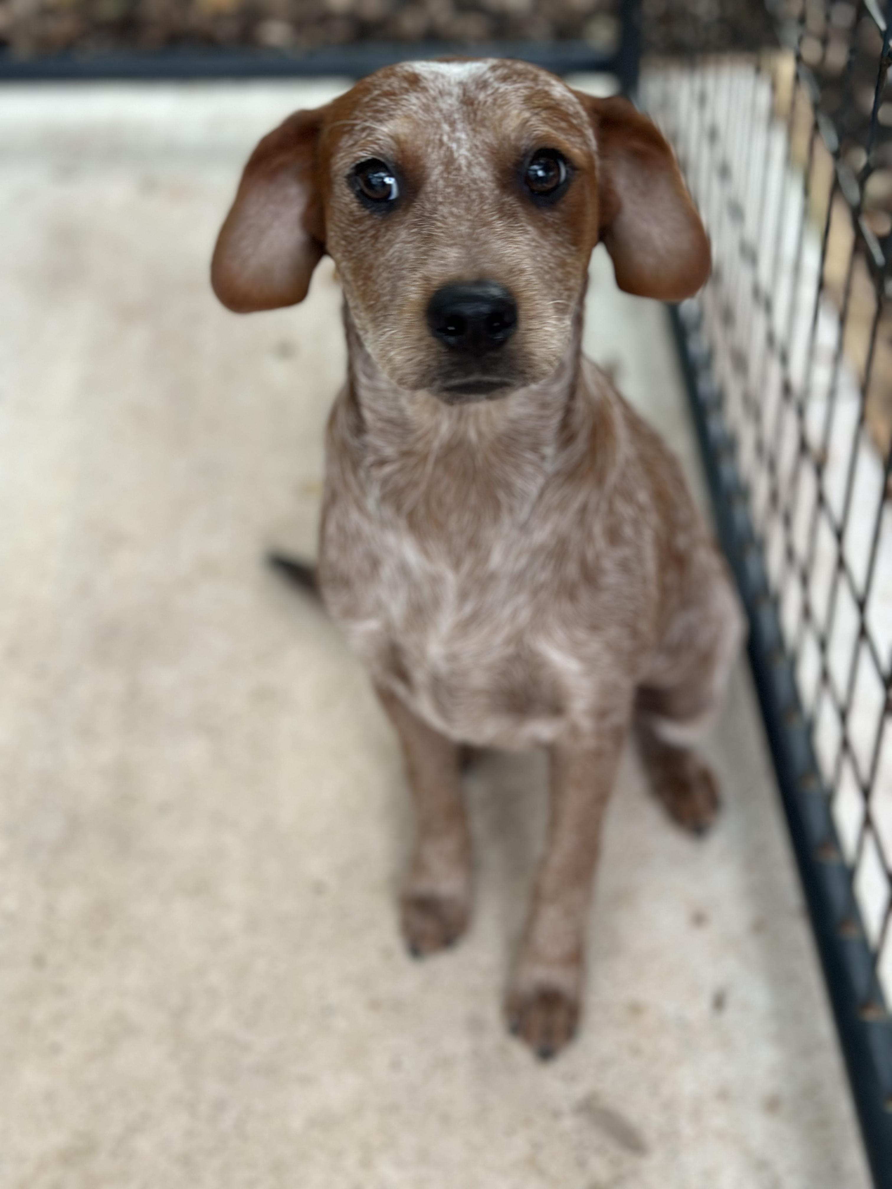 Frankie, Adoptable, Young Male Australian Cattle Dog / Blue Heeler.