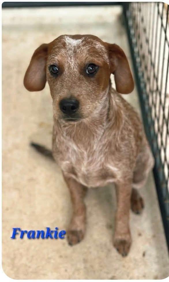 Frankie, a Adoptable mixed breed in Norfolk, MA image 3/3