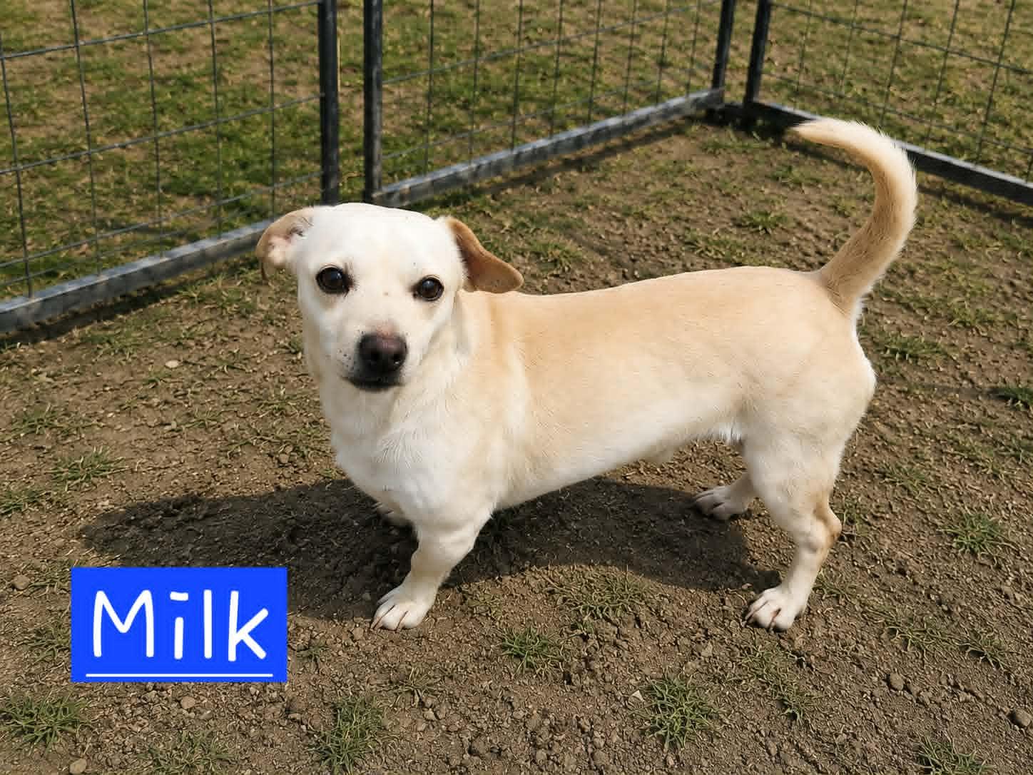 Milk, Adoptable, Young Male Dachshund.