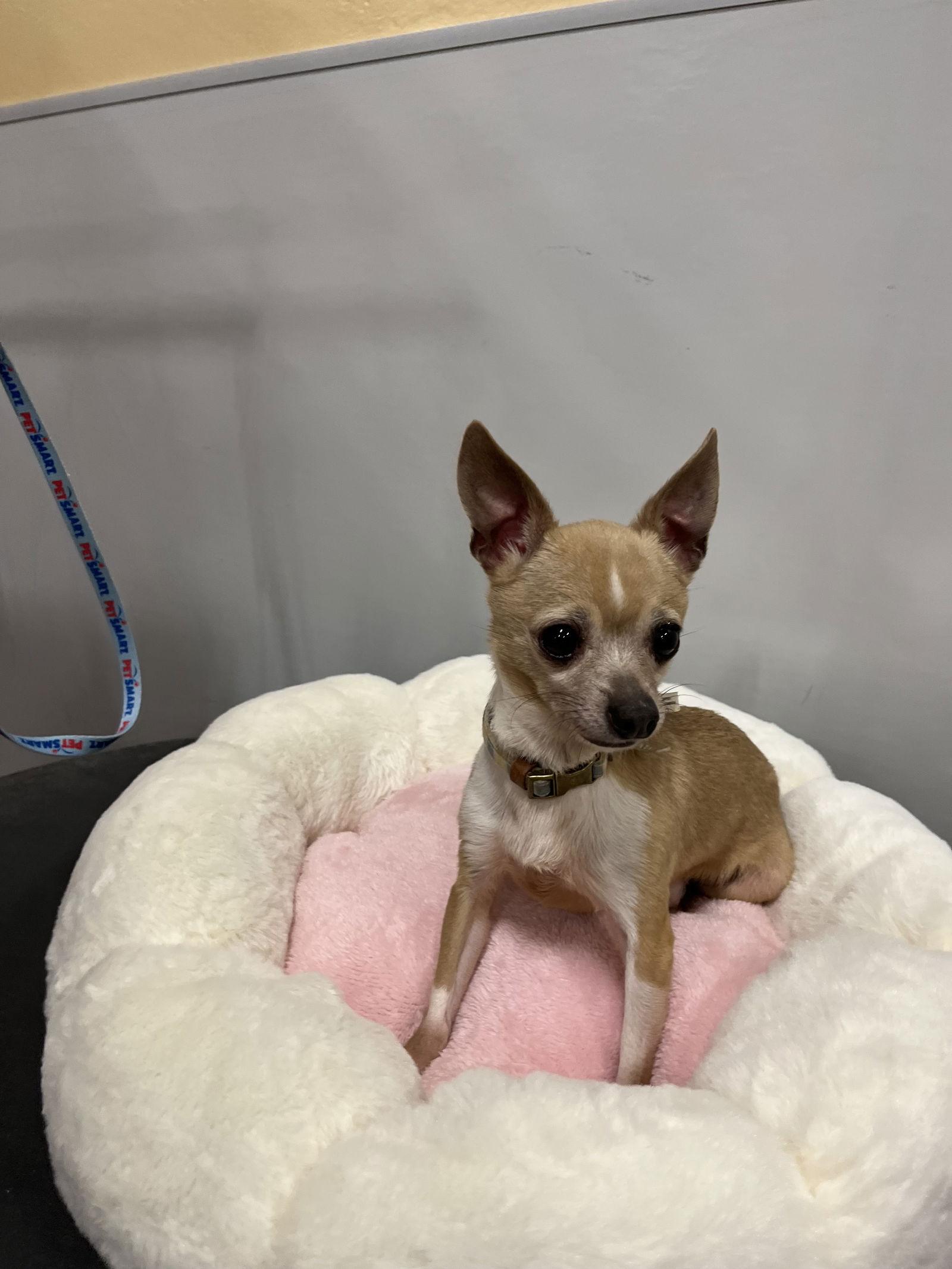 Van gogh, Adopted, Adult Male Chihuahua.