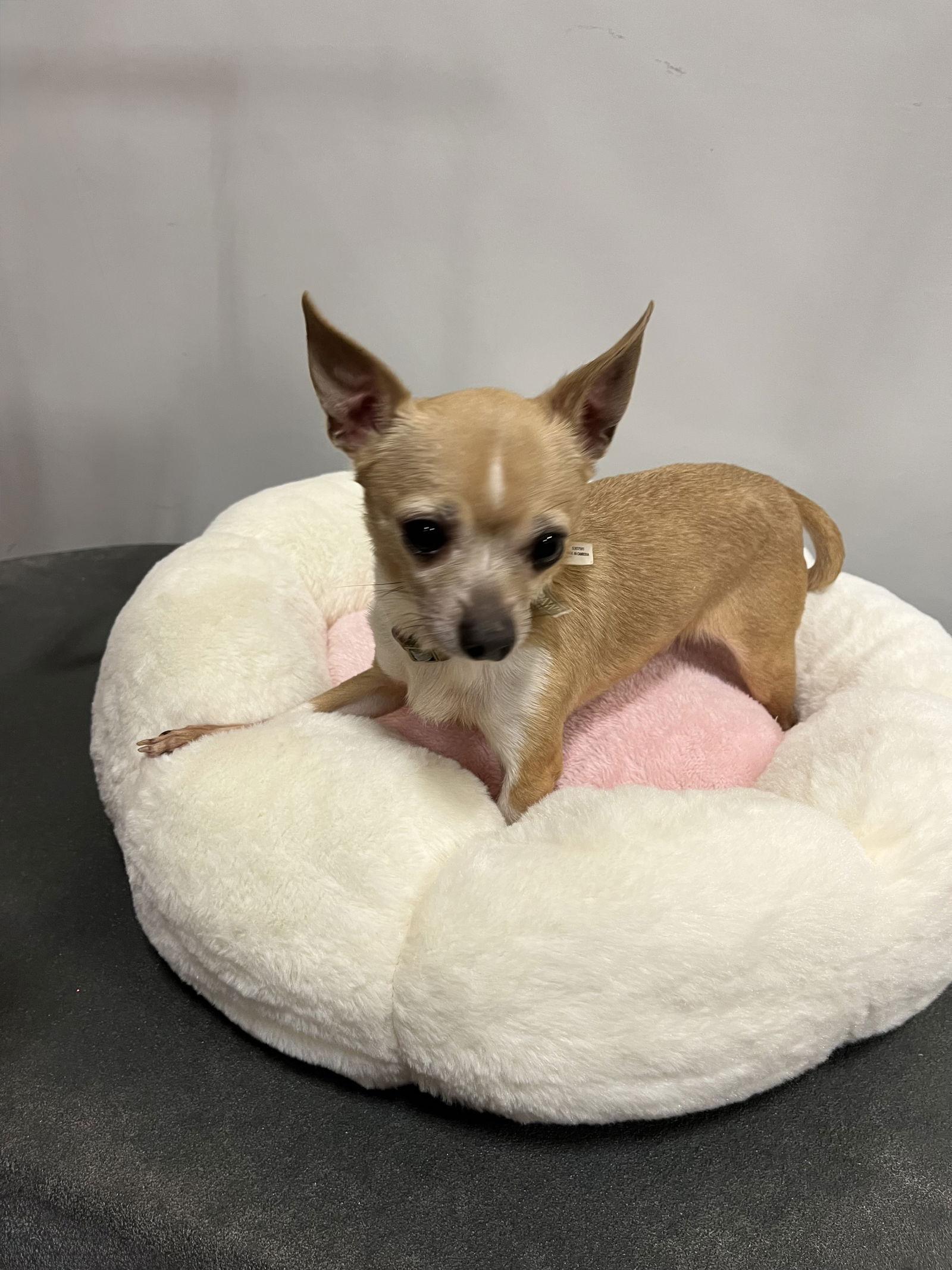 Van gogh, a Adopted Chihuahua in San Antonio, TX image 2/3