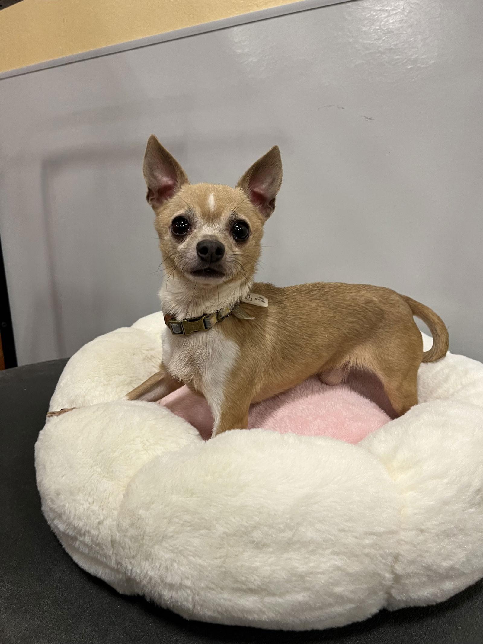 Van gogh, a Adopted Chihuahua in San Antonio, TX image 3/3