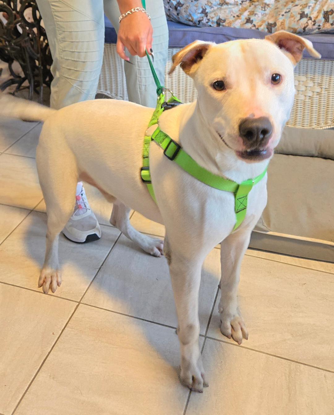 Enlarge Casper, a Adoptable mixed breed in Georgetown, TX image 2/6