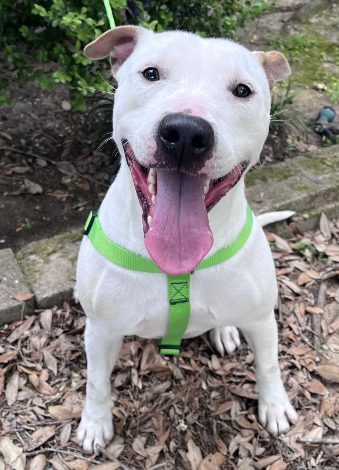 Enlarge Casper, a Adoptable mixed breed in Georgetown, TX image 1/6