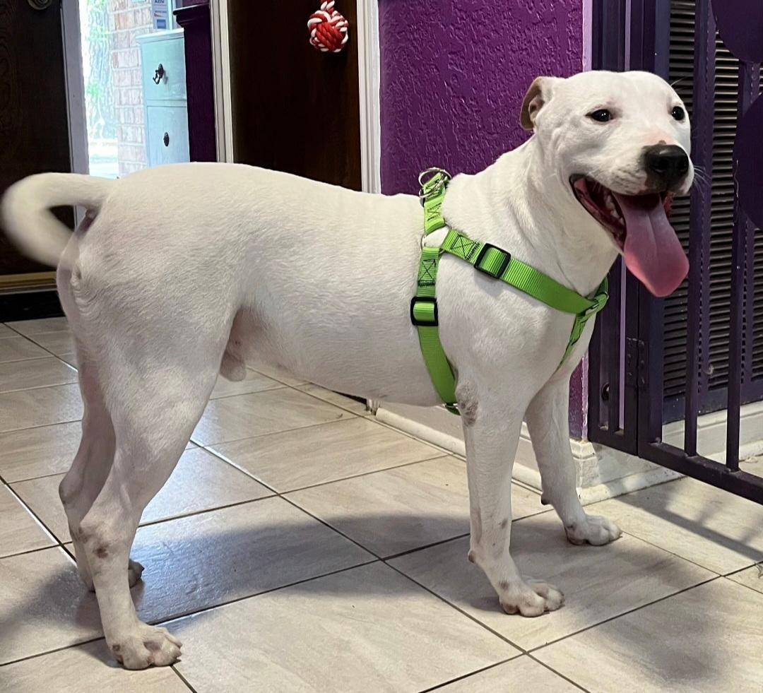 Enlarge Casper, a Adoptable mixed breed in Georgetown, TX image 3/6