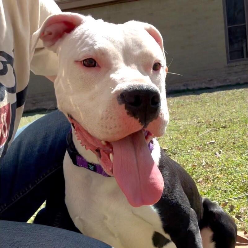 Enlarge LAYLA DAKOTA, a Adoptable Pit Bull Terrier in lawton, OK image 1/6