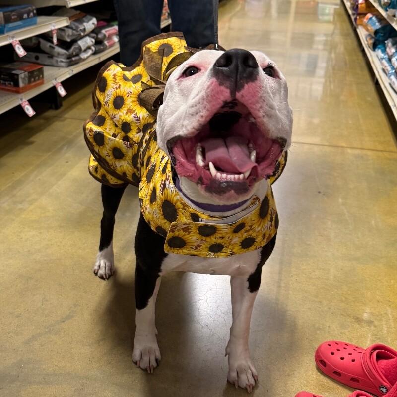 Enlarge LAYLA DAKOTA, a Adoptable Pit Bull Terrier in lawton, OK image 3/6