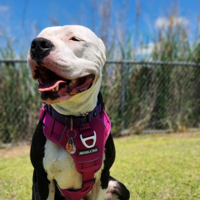 LAYLA DAKOTA, a Adoptable Pit Bull Terrier in lawton, OK image 2/6