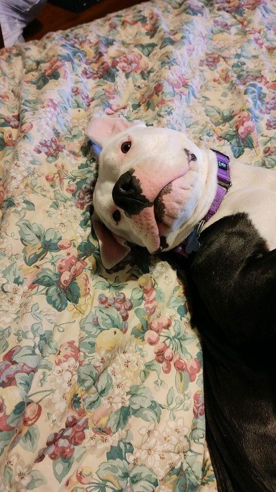 LAYLA DAKOTA, a Adoptable Pit Bull Terrier in lawton, OK image 3/6