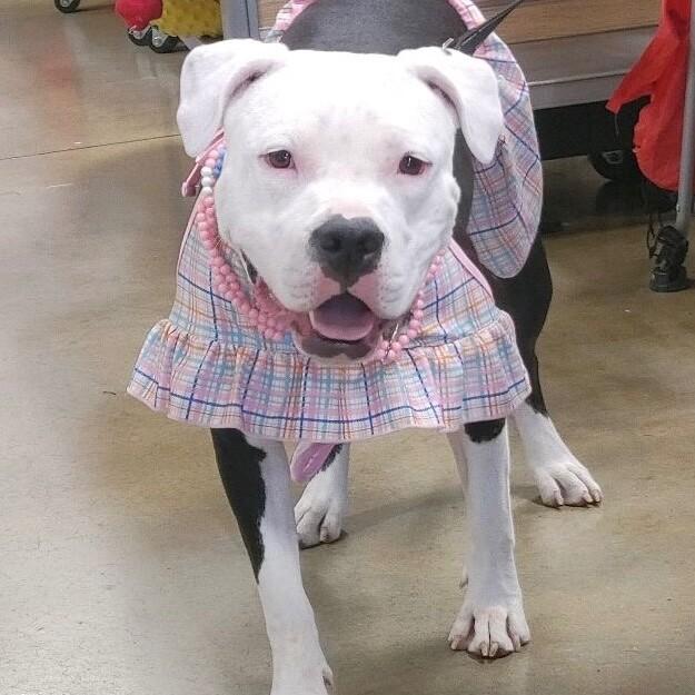 Enlarge LAYLA DAKOTA, a Adoptable Pit Bull Terrier in lawton, OK image 4/6