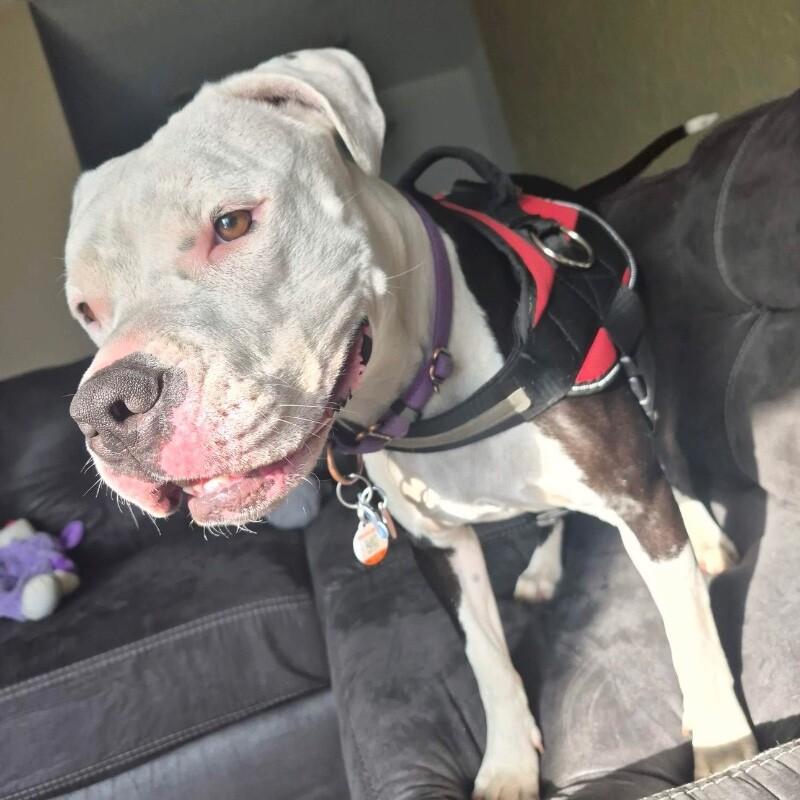 Enlarge LAYLA DAKOTA, a Adoptable Pit Bull Terrier in lawton, OK image 4/6