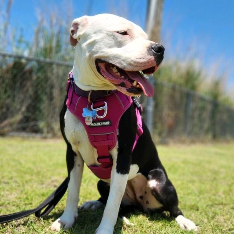 LAYLA DAKOTA, a Adoptable Pit Bull Terrier in lawton, OK image 5/6