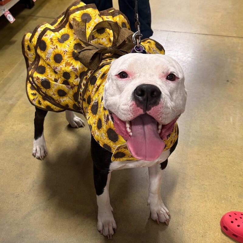 Enlarge LAYLA DAKOTA, a Adoptable Pit Bull Terrier in lawton, OK image 5/6