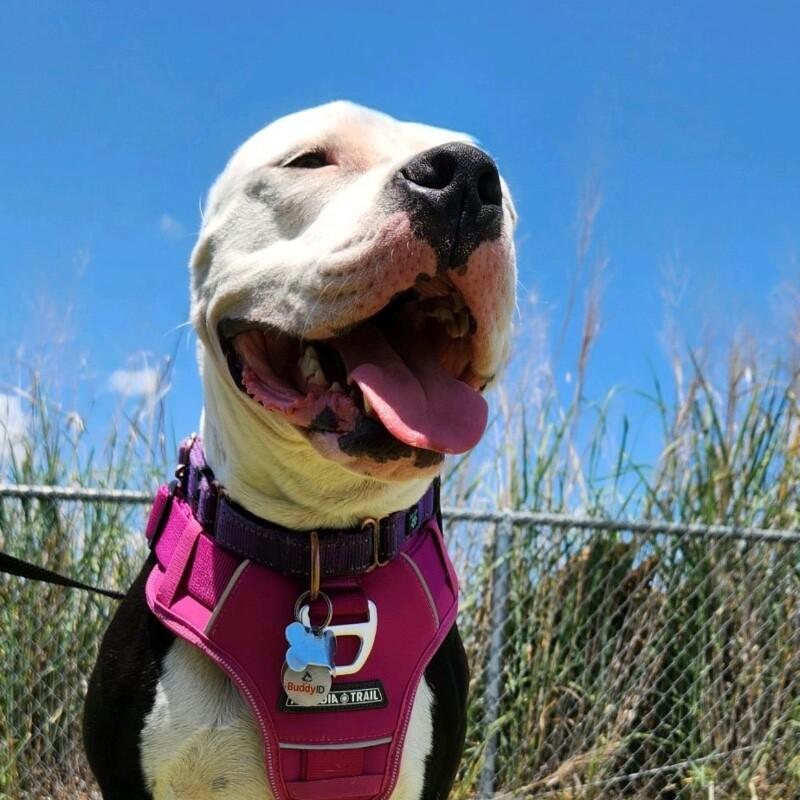 LAYLA DAKOTA, a Adoptable Pit Bull Terrier in lawton, OK image 6/6