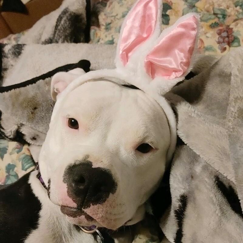 Enlarge LAYLA DAKOTA, a Adoptable Pit Bull Terrier in lawton, OK image 6/6