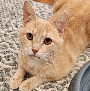 Oliver, an adopted Domestic Short Hair in Lancaster, VA_image-1