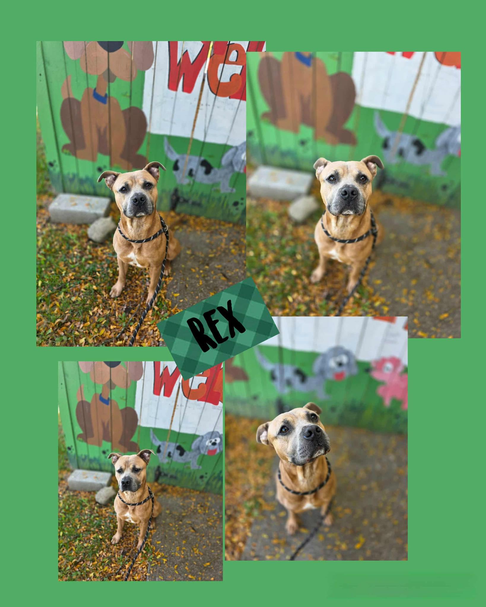 Rex, Adoptable, Adult Male Mixed Breed.