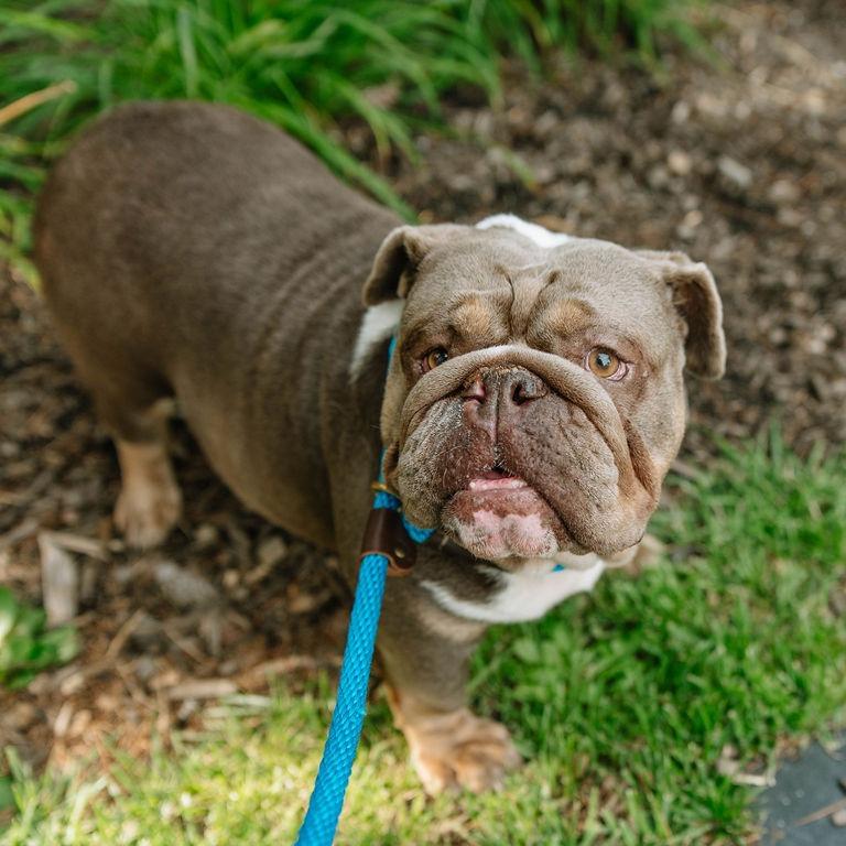 Lola, an adoptable English Bulldog in Chester Springs, PA image 2/6