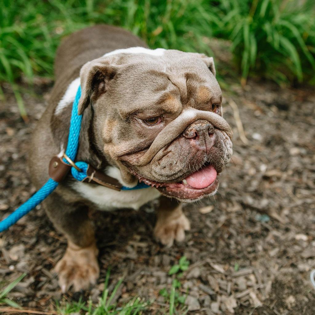 Lola, an adoptable English Bulldog in Chester Springs, PA image 3/6