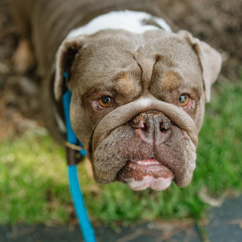 Lola, an adoptable English Bulldog in Chester Springs, PA image 1/6