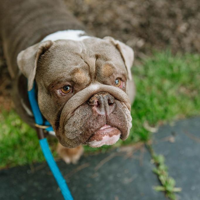 Lola, an adoptable English Bulldog in Chester Springs, PA image 4/6