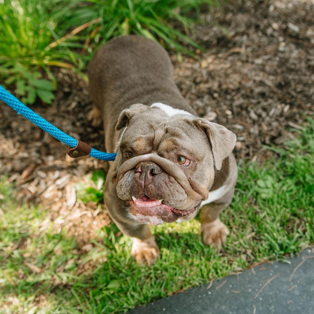 Lola, an adoptable English Bulldog in Chester Springs, PA image 5/6