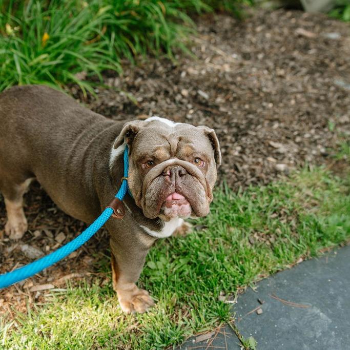 Lola, an adoptable English Bulldog in Chester Springs, PA image 6/6